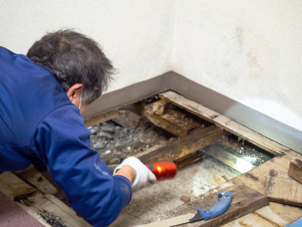 Best Best Mold Removal Companies  in New City, NY
