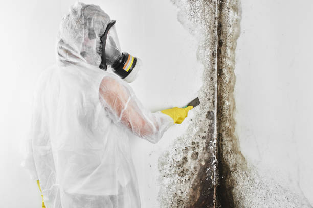 Best Toxic Mold Removal  in New City, NY