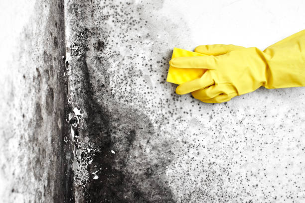  New City, NY Mold Removal Pros