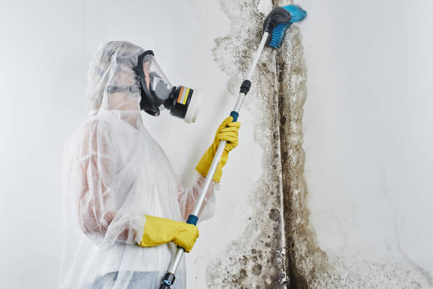 Trusted New City, NY Mold Removal Experts