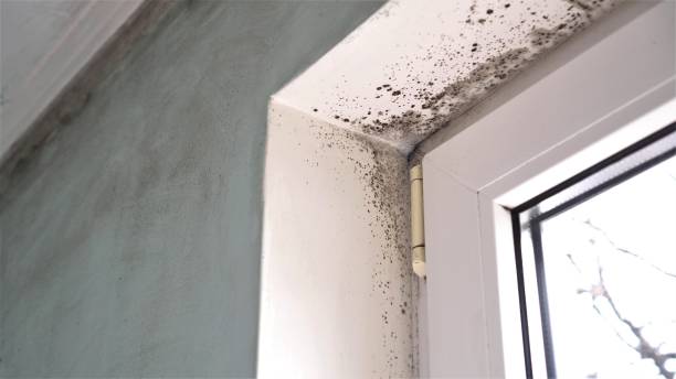 Best Home Mold Removal  in New City, NY