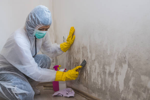 Best Black Mold Removal  in New City, NY