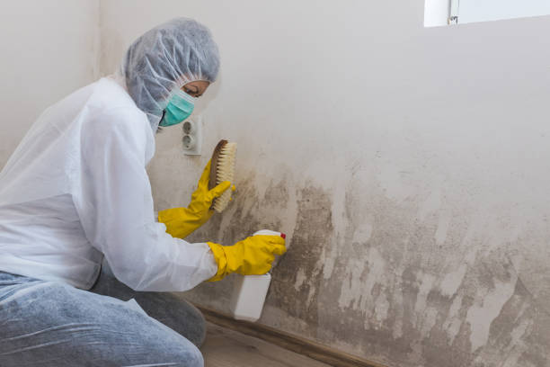 Best Mold Removal Process  in New City, NY