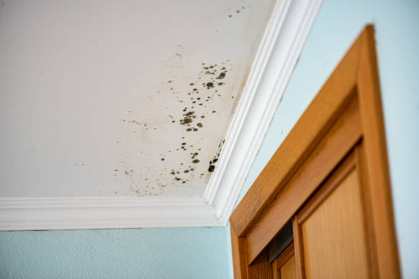 Best Mold Cleaning Services  in New City, NY
