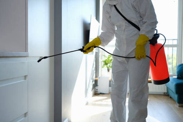Best Local Mold Removal Service  in New City, NY