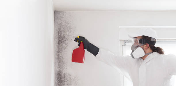 Best Commercial Mold Removal  in New City, NY