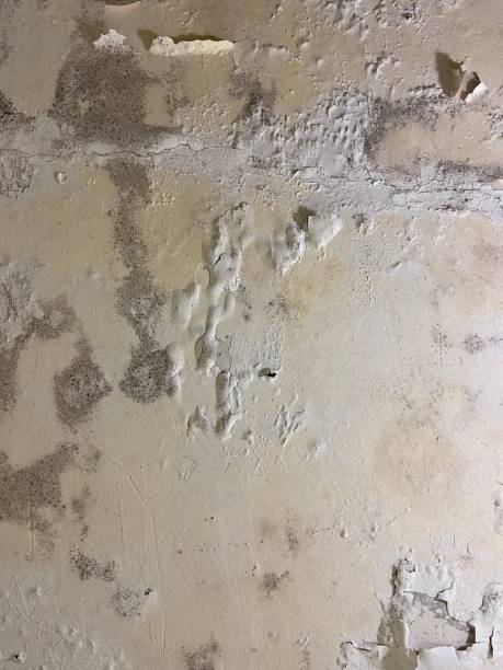 Best Mold Damage Repair  in New City, NY