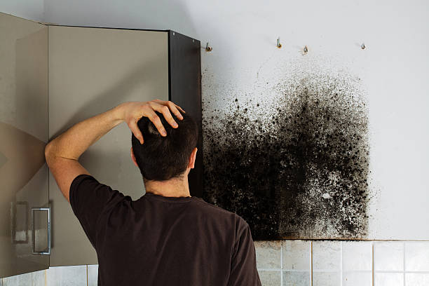 Best Affordable Mold Removal  in New City, NY