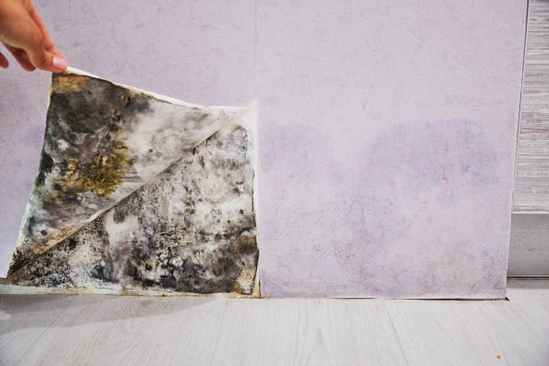 Best Mold Cleaning Services  in New City, NY